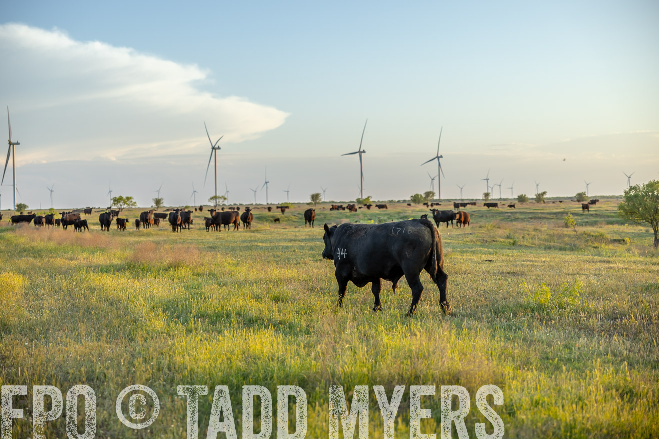 TMyers_PP_CircleBarRanch_TruscottTX_April2024-519633