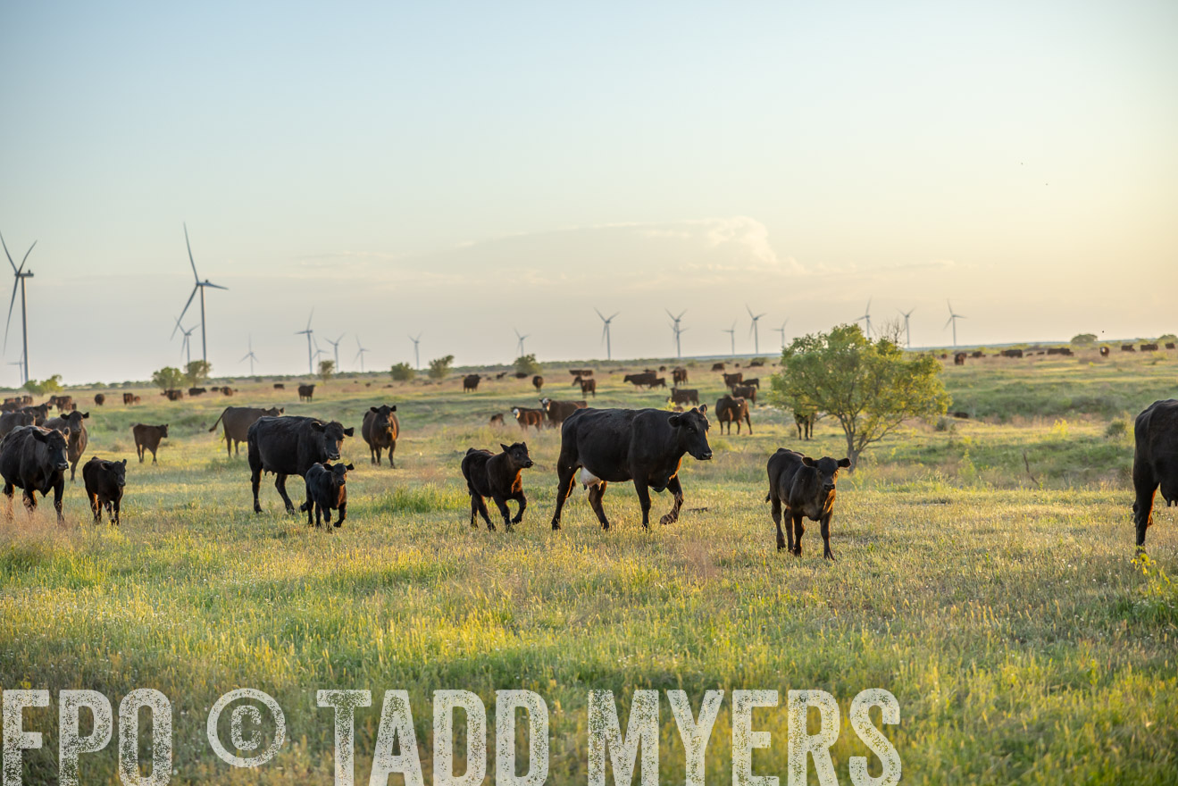 TMyers_PP_CircleBarRanch_TruscottTX_April2024-519634