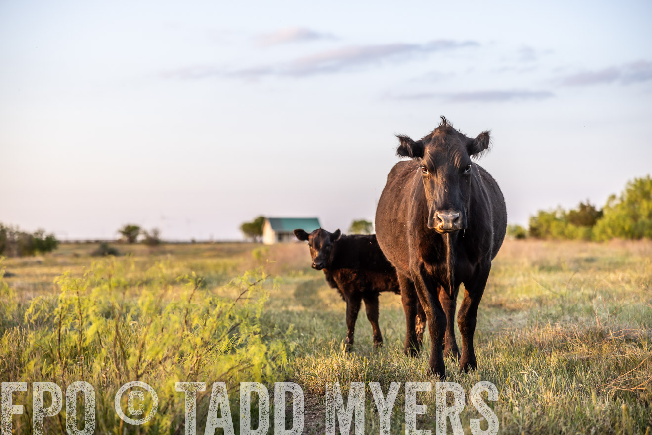 TMyers_PP_CircleBarRanch_TruscottTX_April2024-519663
