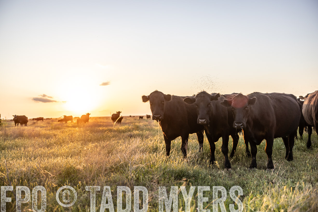 TMyers_PP_CircleBarRanch_TruscottTX_April2024-519672