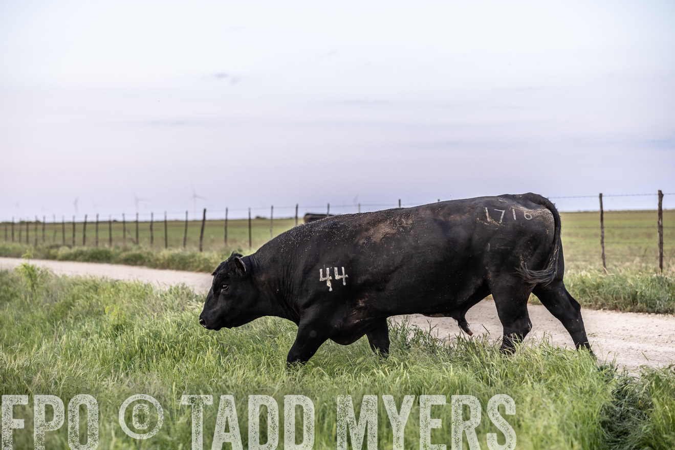 TMyers_PP_CircleBarRanch_TruscottTX_April2024-519701