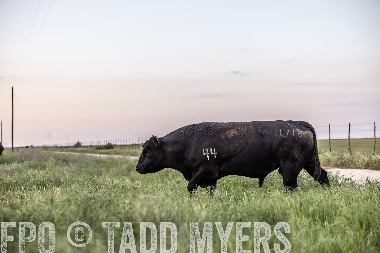 TMyers_PP_CircleBarRanch_TruscottTX_April2024-519705