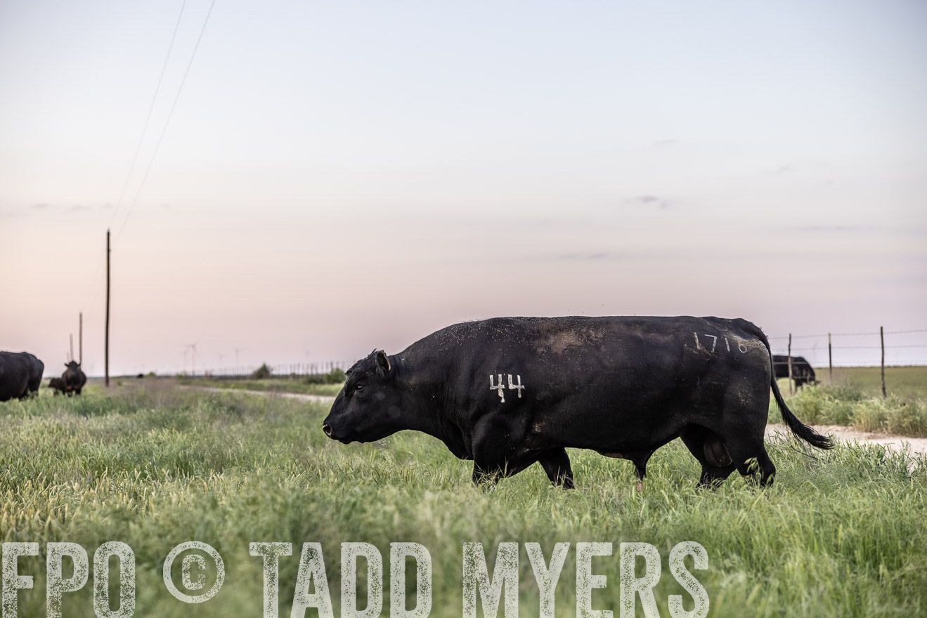 TMyers_PP_CircleBarRanch_TruscottTX_April2024-519707