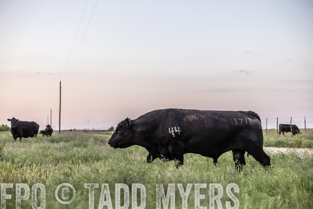 TMyers_PP_CircleBarRanch_TruscottTX_April2024-519709