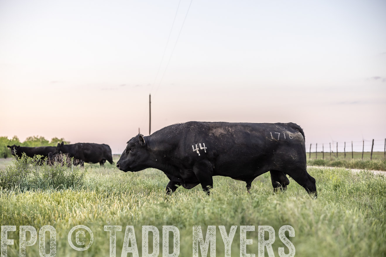 TMyers_PP_CircleBarRanch_TruscottTX_April2024-519715