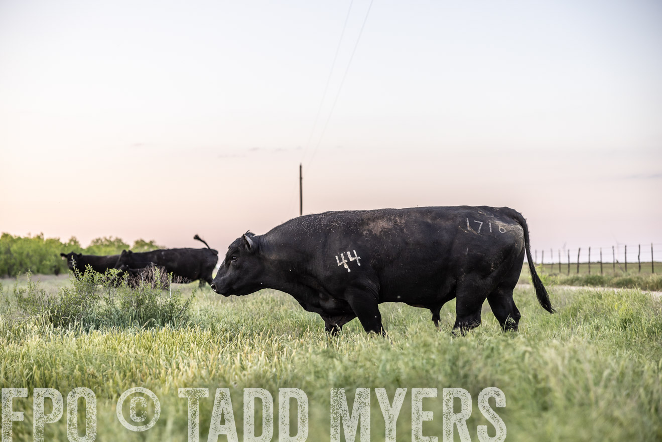 TMyers_PP_CircleBarRanch_TruscottTX_April2024-519717