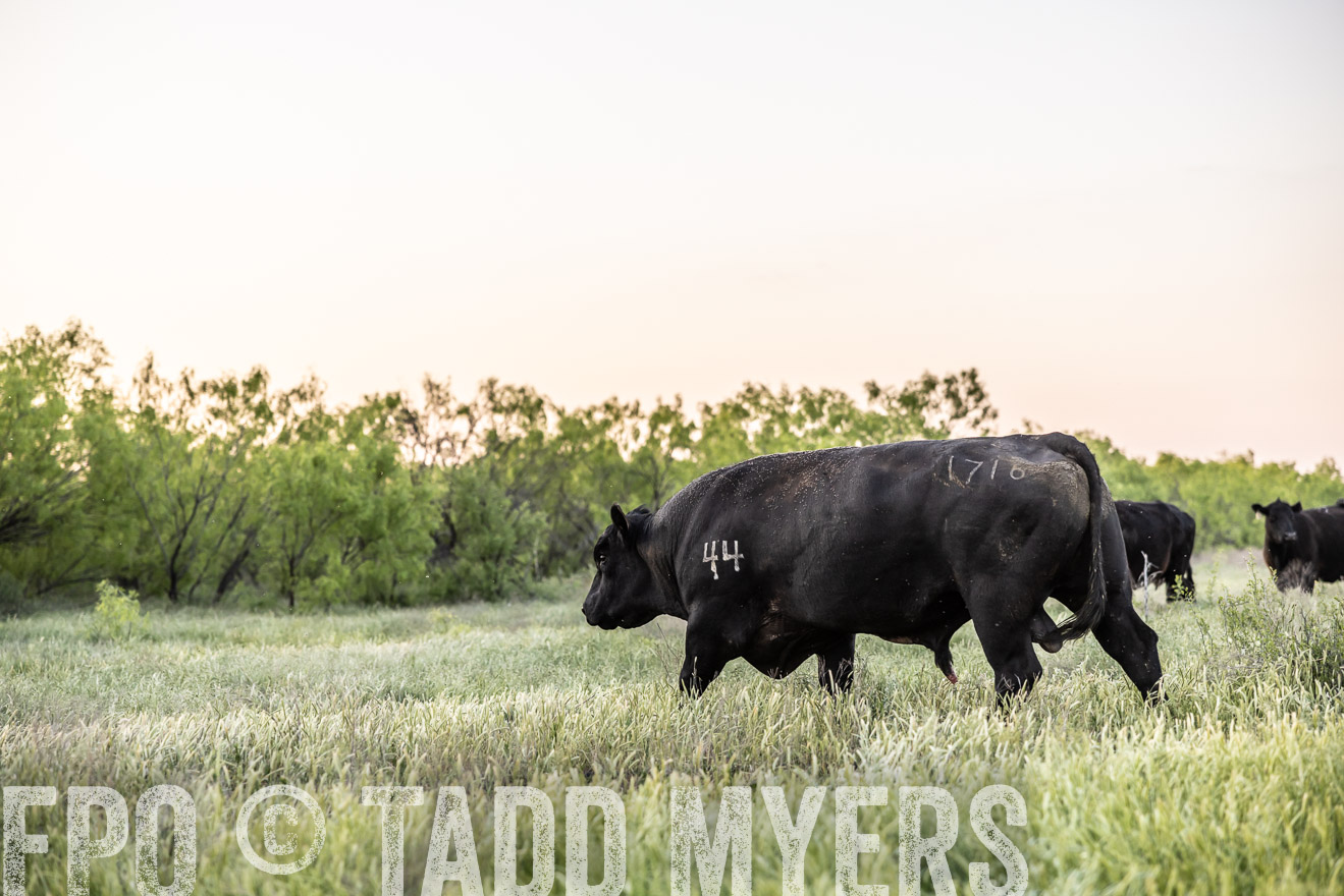 TMyers_PP_CircleBarRanch_TruscottTX_April2024-519724