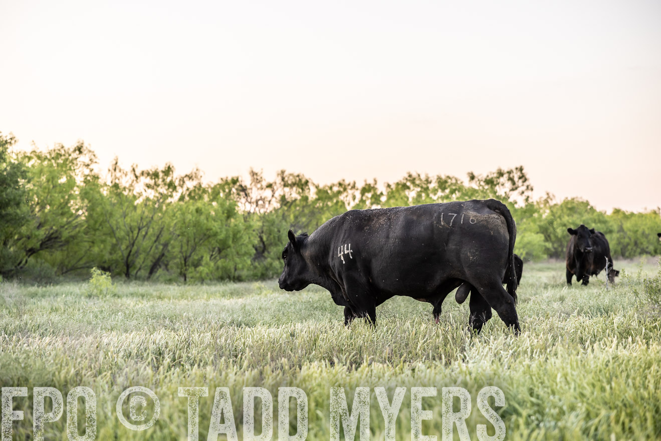 TMyers_PP_CircleBarRanch_TruscottTX_April2024-519727