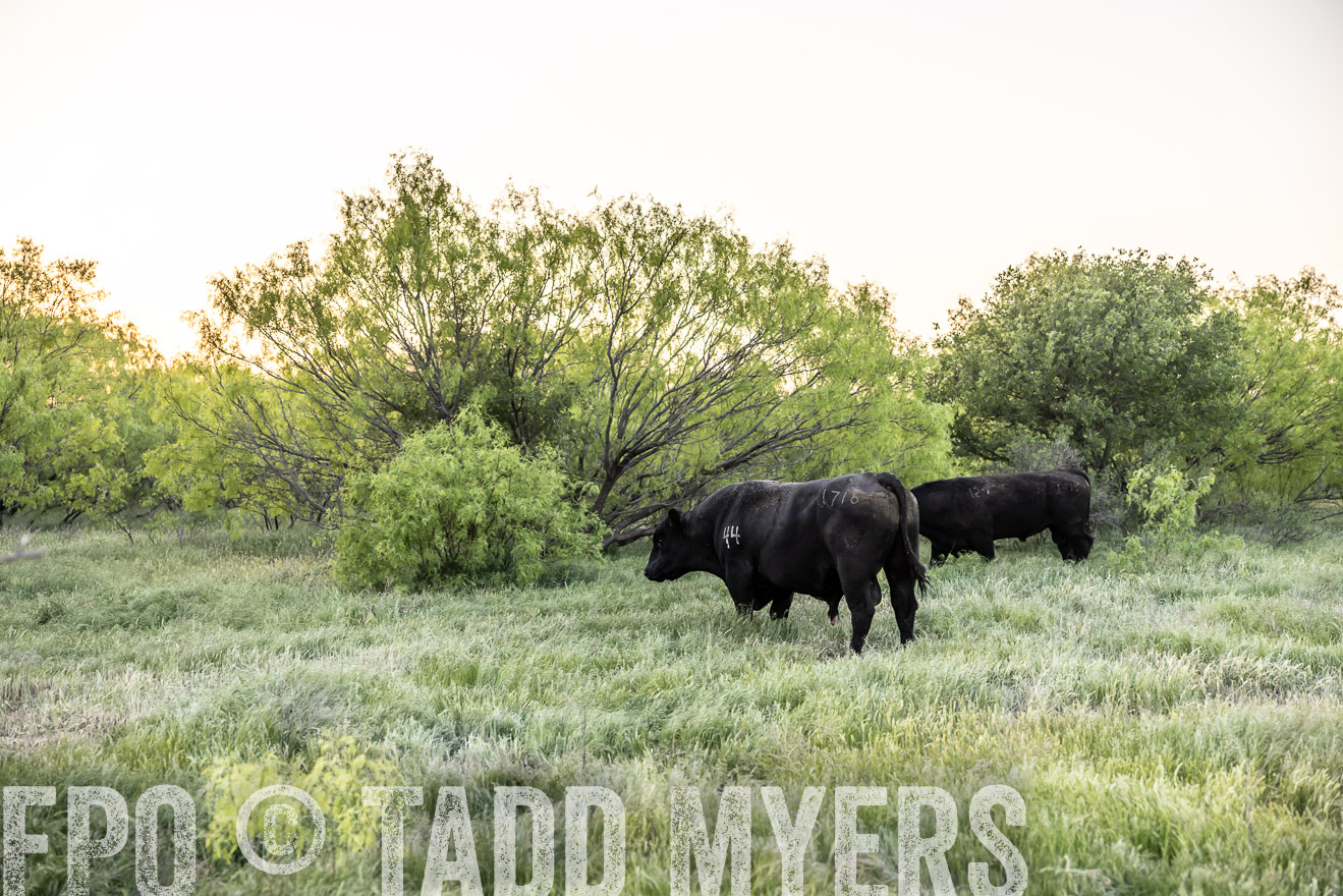 TMyers_PP_CircleBarRanch_TruscottTX_April2024-519744