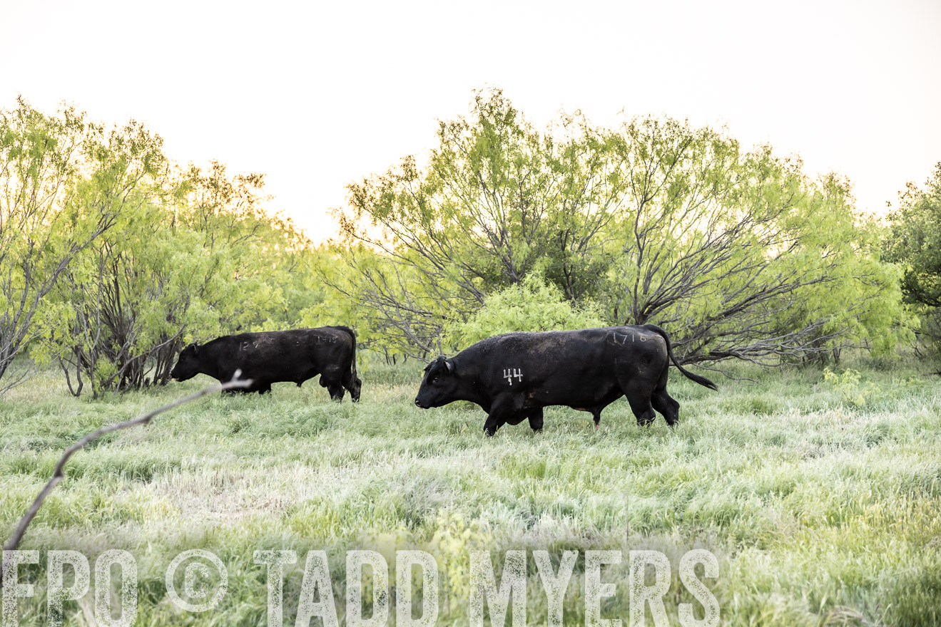 TMyers_PP_CircleBarRanch_TruscottTX_April2024-519749