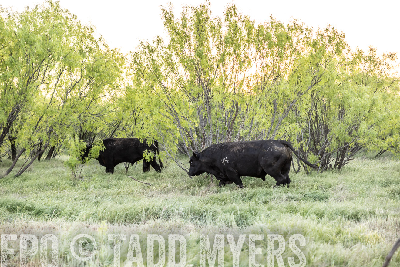 TMyers_PP_CircleBarRanch_TruscottTX_April2024-519755