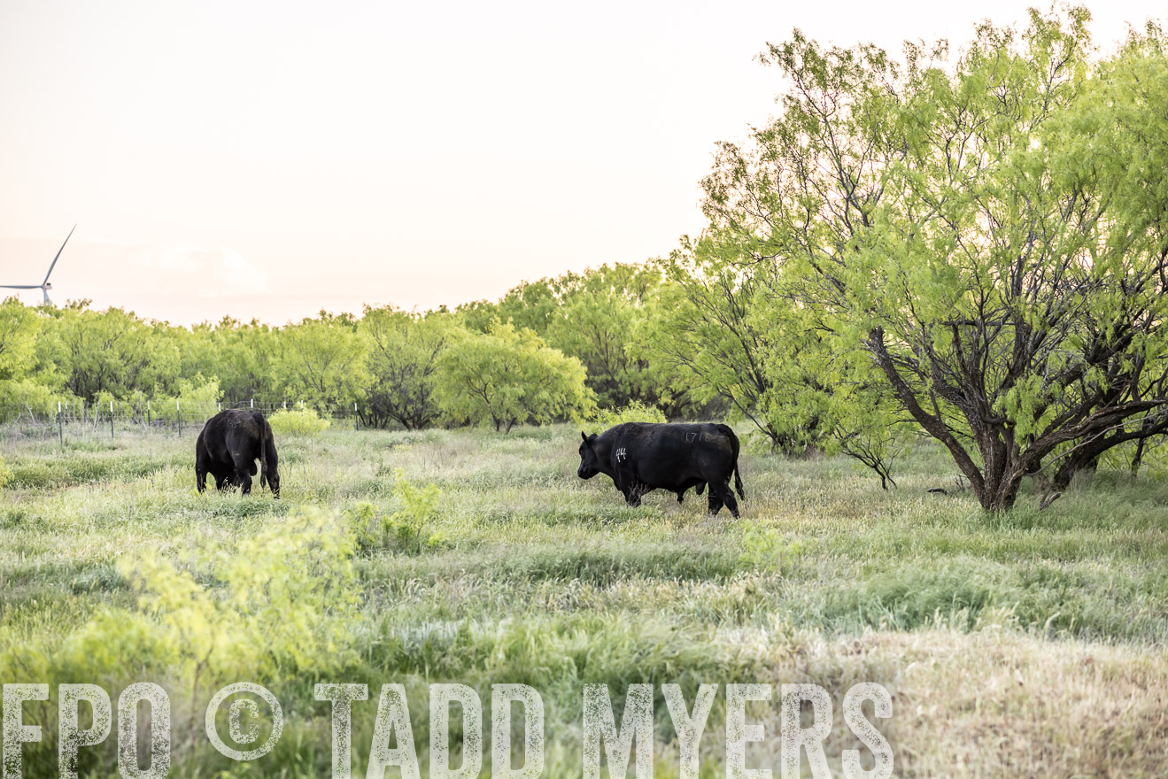 TMyers_PP_CircleBarRanch_TruscottTX_April2024-519760