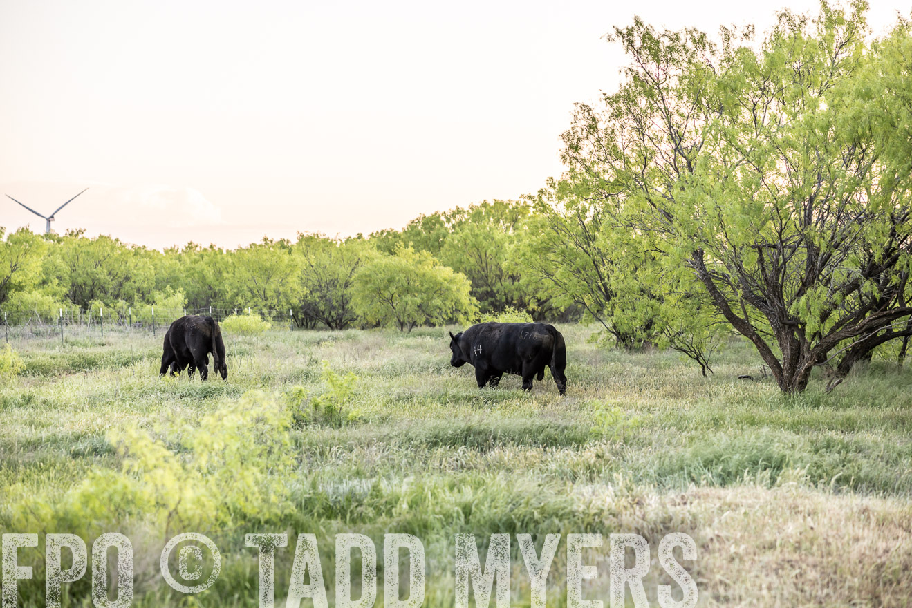TMyers_PP_CircleBarRanch_TruscottTX_April2024-519761