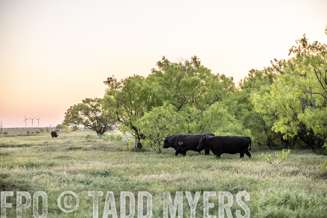 TMyers_PP_CircleBarRanch_TruscottTX_April2024-519771