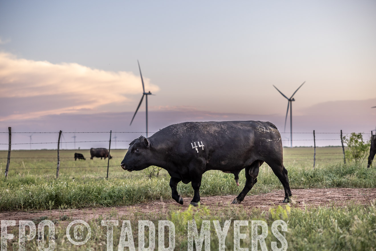 TMyers_PP_CircleBarRanch_TruscottTX_April2024-519791