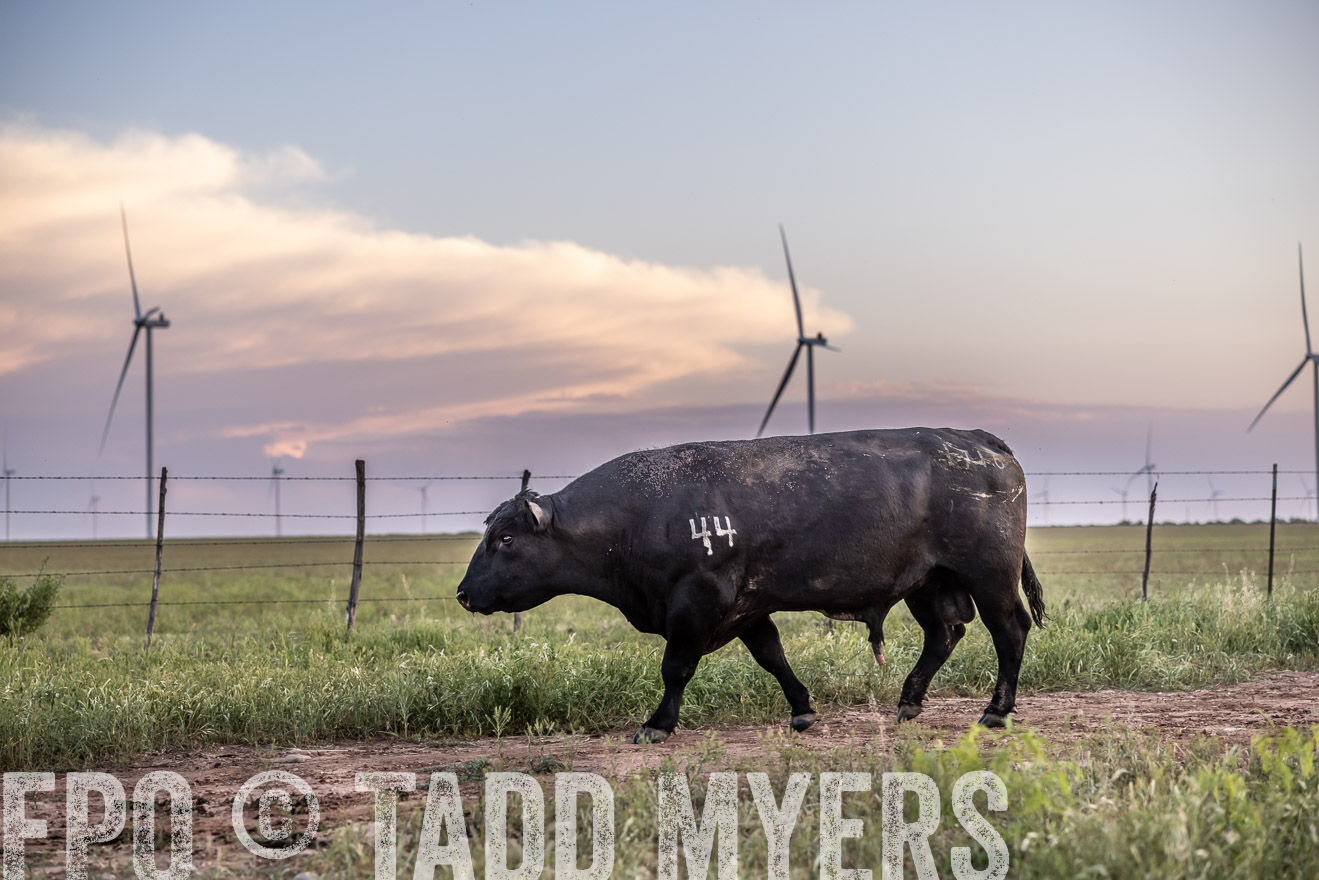 TMyers_PP_CircleBarRanch_TruscottTX_April2024-519793