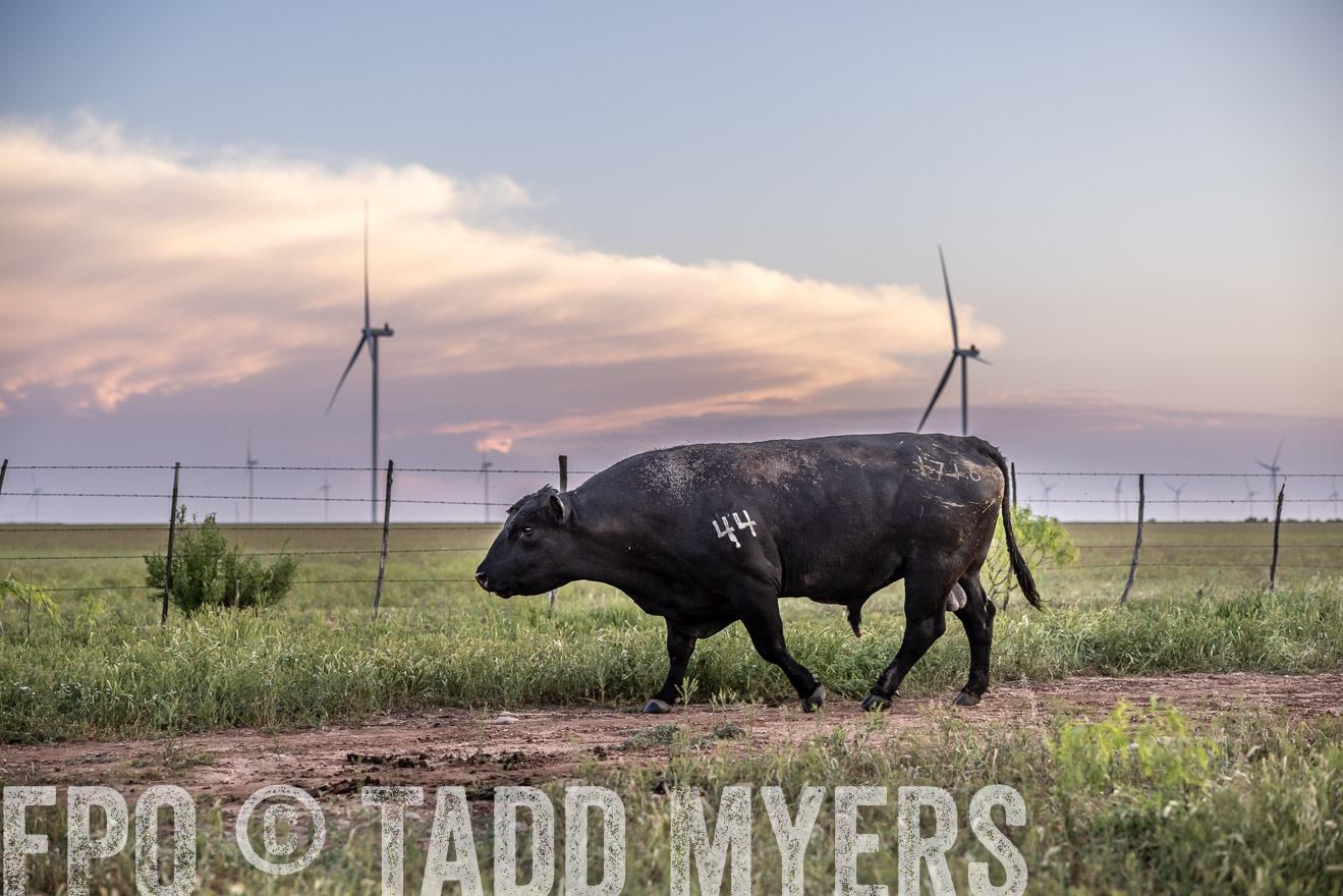 TMyers_PP_CircleBarRanch_TruscottTX_April2024-519794