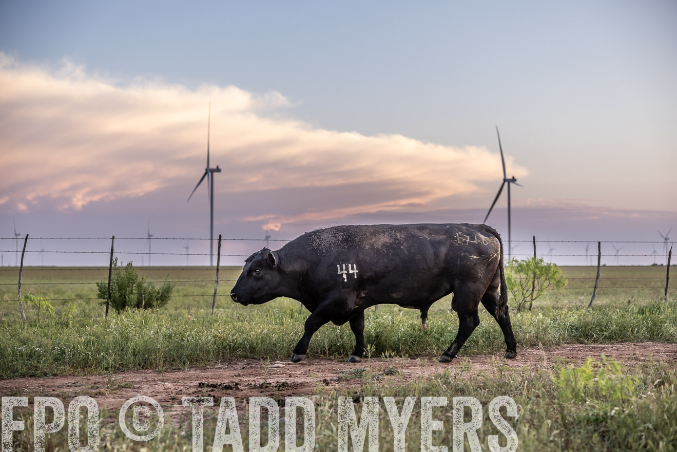 TMyers_PP_CircleBarRanch_TruscottTX_April2024-519795