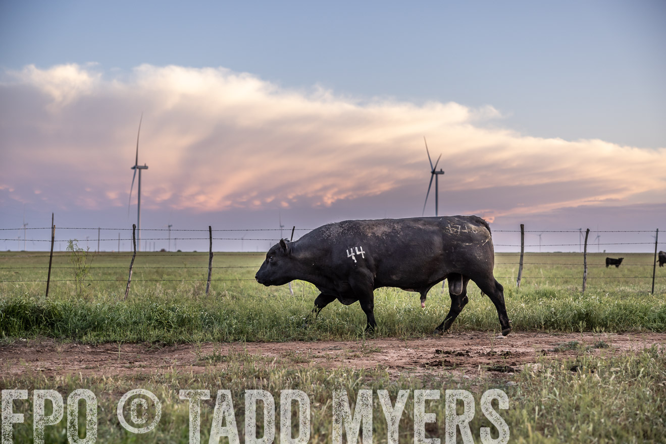 TMyers_PP_CircleBarRanch_TruscottTX_April2024-519799