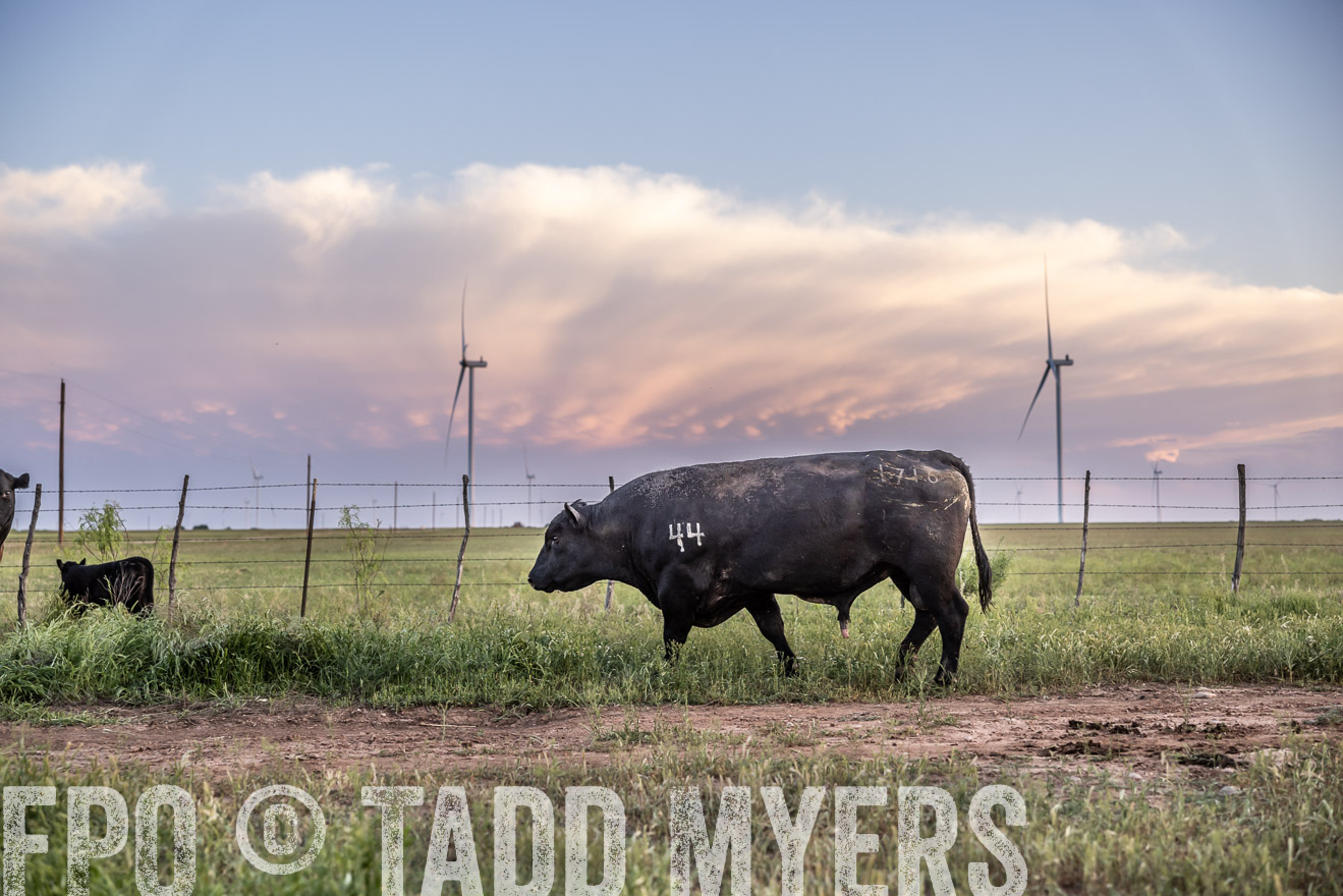TMyers_PP_CircleBarRanch_TruscottTX_April2024-519800
