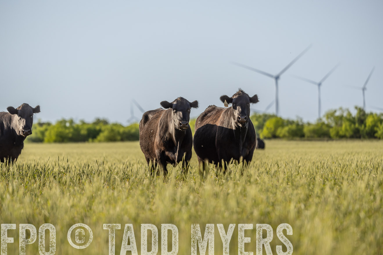 TMyers_PP_CircleBarRanch_TruscottTX_April2024-523046