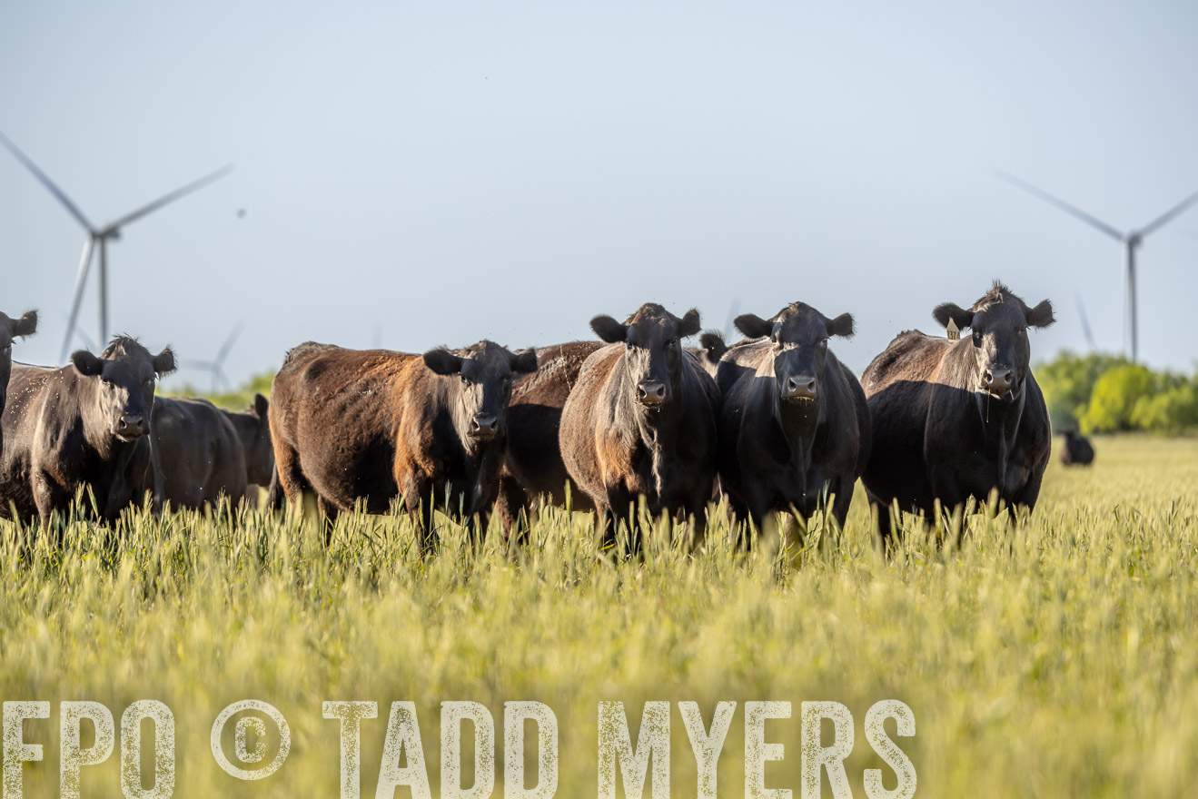 TMyers_PP_CircleBarRanch_TruscottTX_April2024-523048