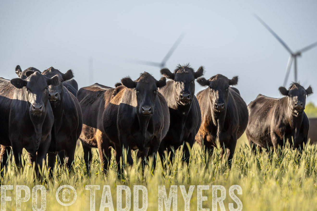 TMyers_PP_CircleBarRanch_TruscottTX_April2024-523052