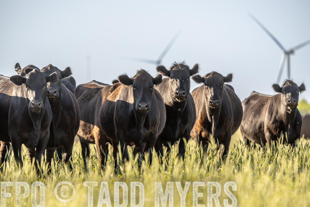TMyers_PP_CircleBarRanch_TruscottTX_April2024-523053