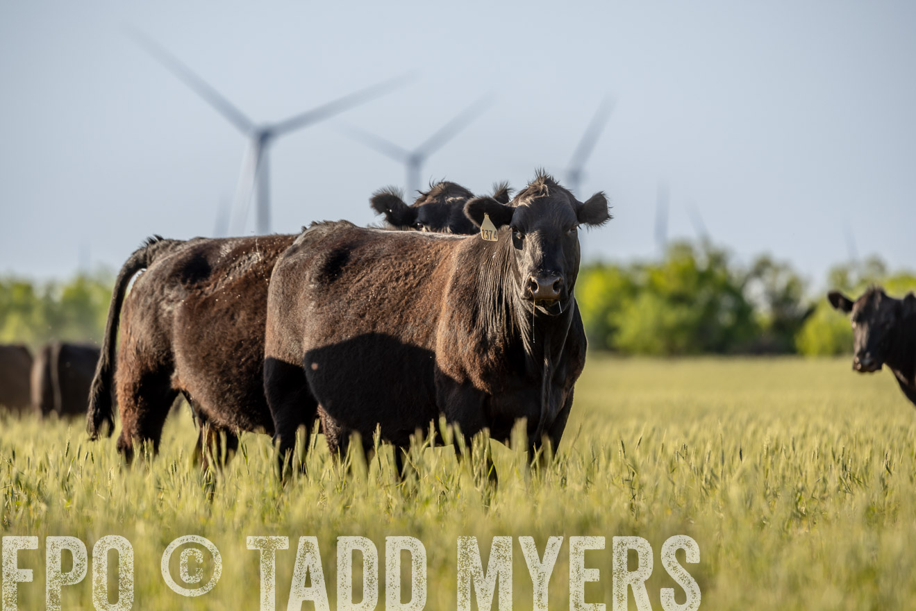 TMyers_PP_CircleBarRanch_TruscottTX_April2024-523054