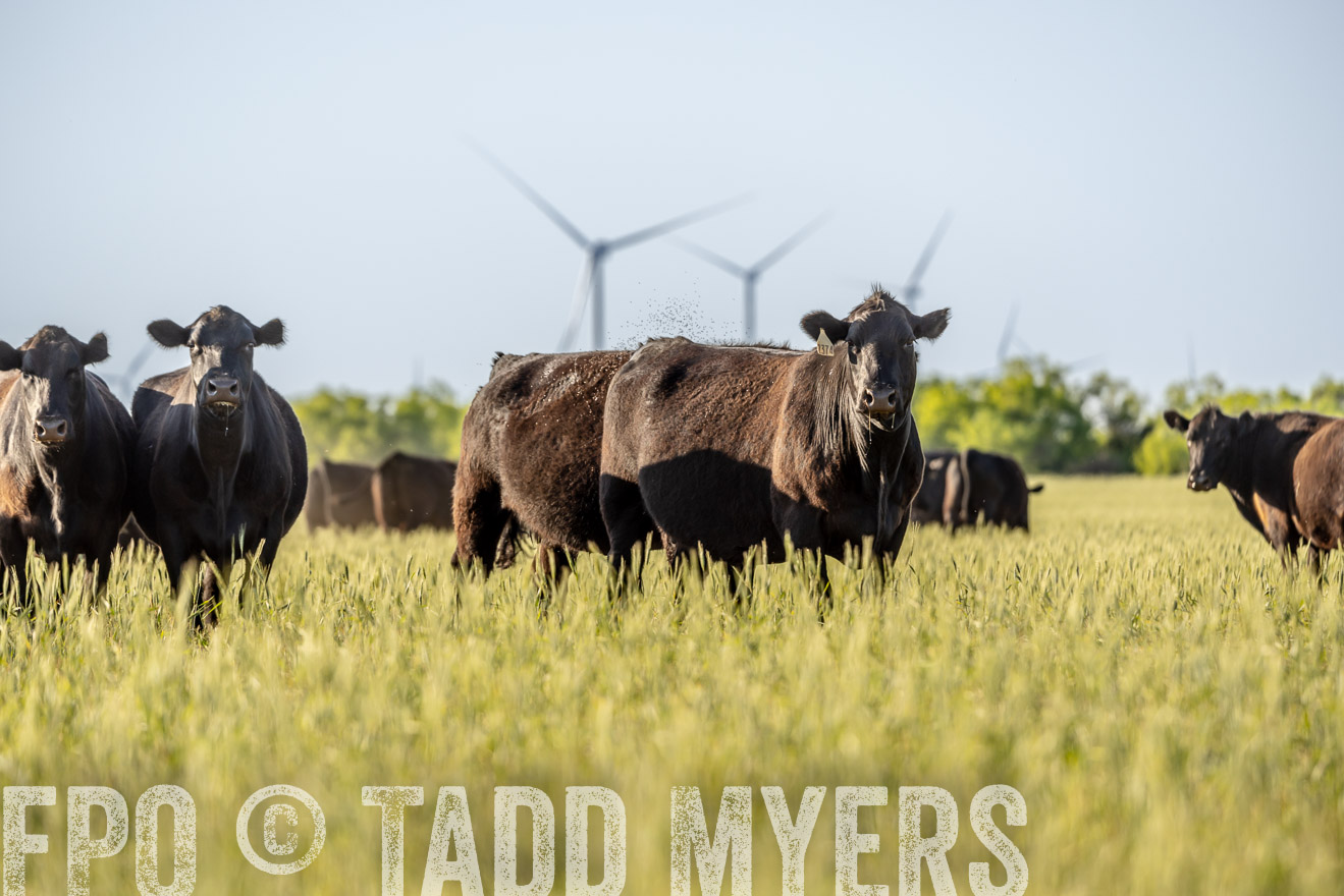 TMyers_PP_CircleBarRanch_TruscottTX_April2024-523056