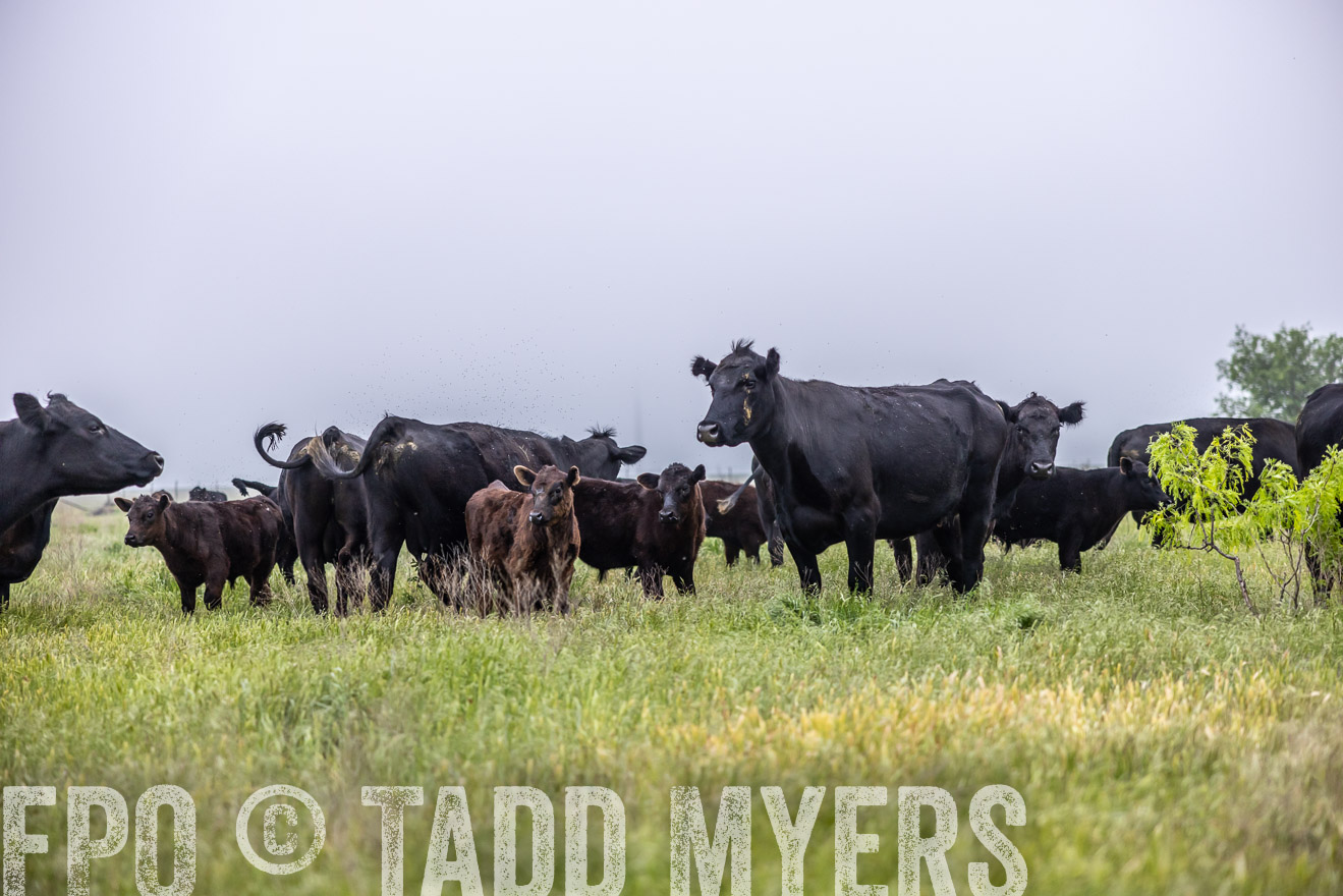 TMyers_PP_CircleBarRanch_TruscottTX_April2024-510399