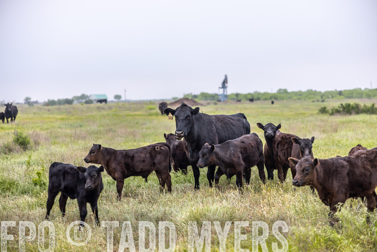 TMyers_PP_CircleBarRanch_TruscottTX_April2024-510417
