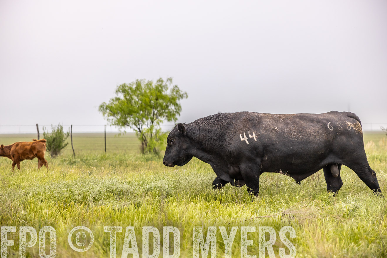 TMyers_PP_CircleBarRanch_TruscottTX_April2024-510529