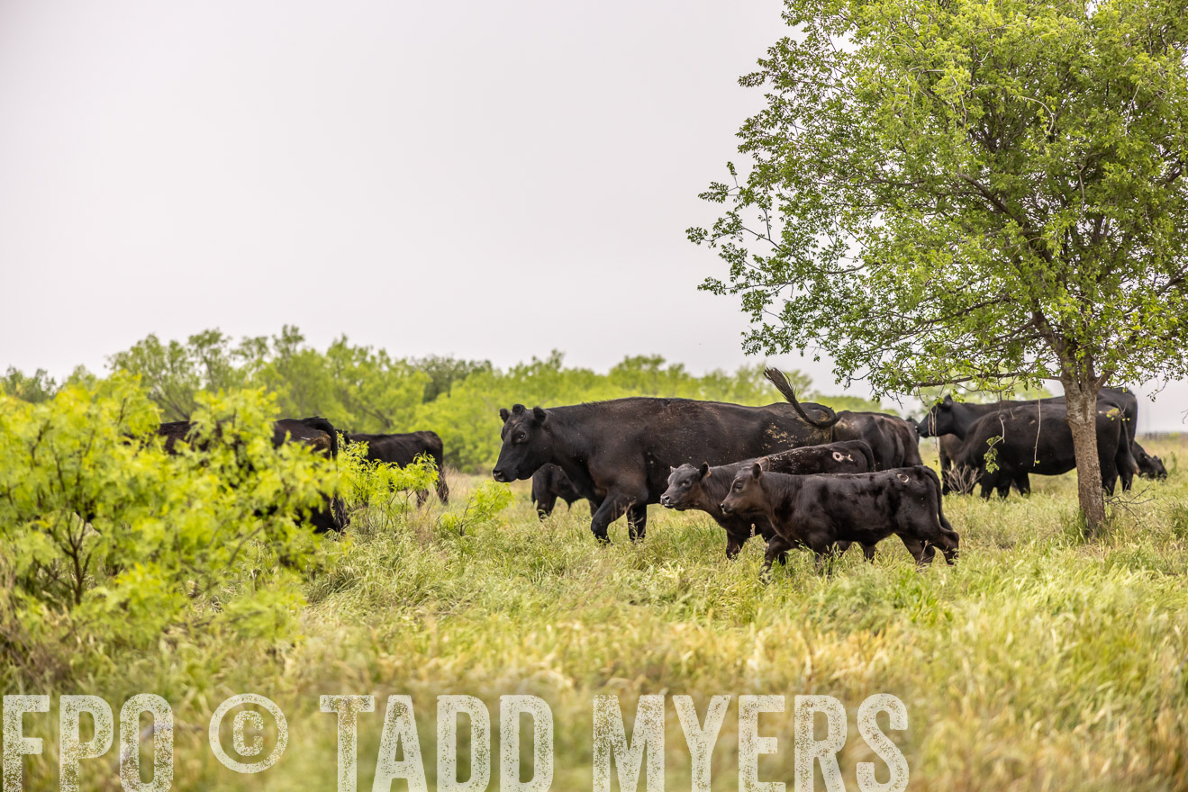 TMyers_PP_CircleBarRanch_TruscottTX_April2024-510545