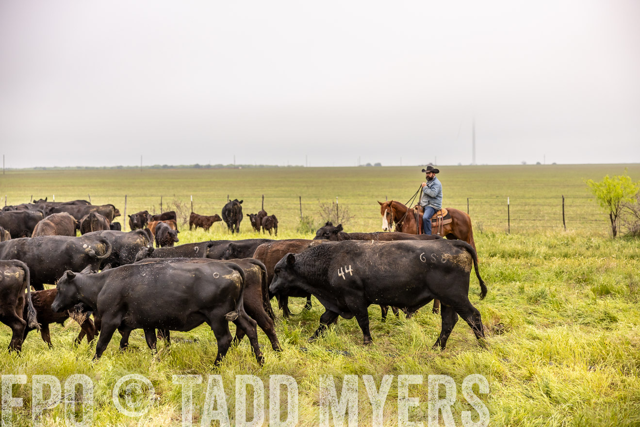 TMyers_PP_CircleBarRanch_TruscottTX_April2024-510805
