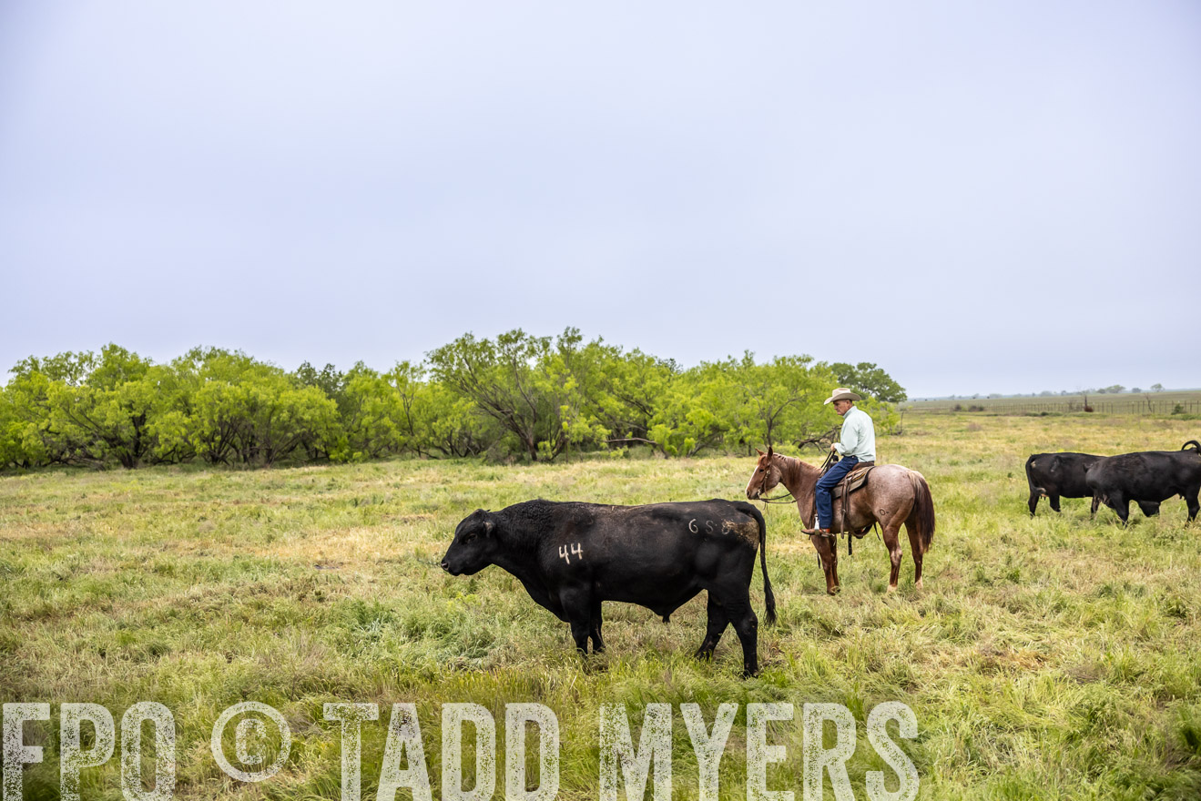 TMyers_PP_CircleBarRanch_TruscottTX_April2024-511206