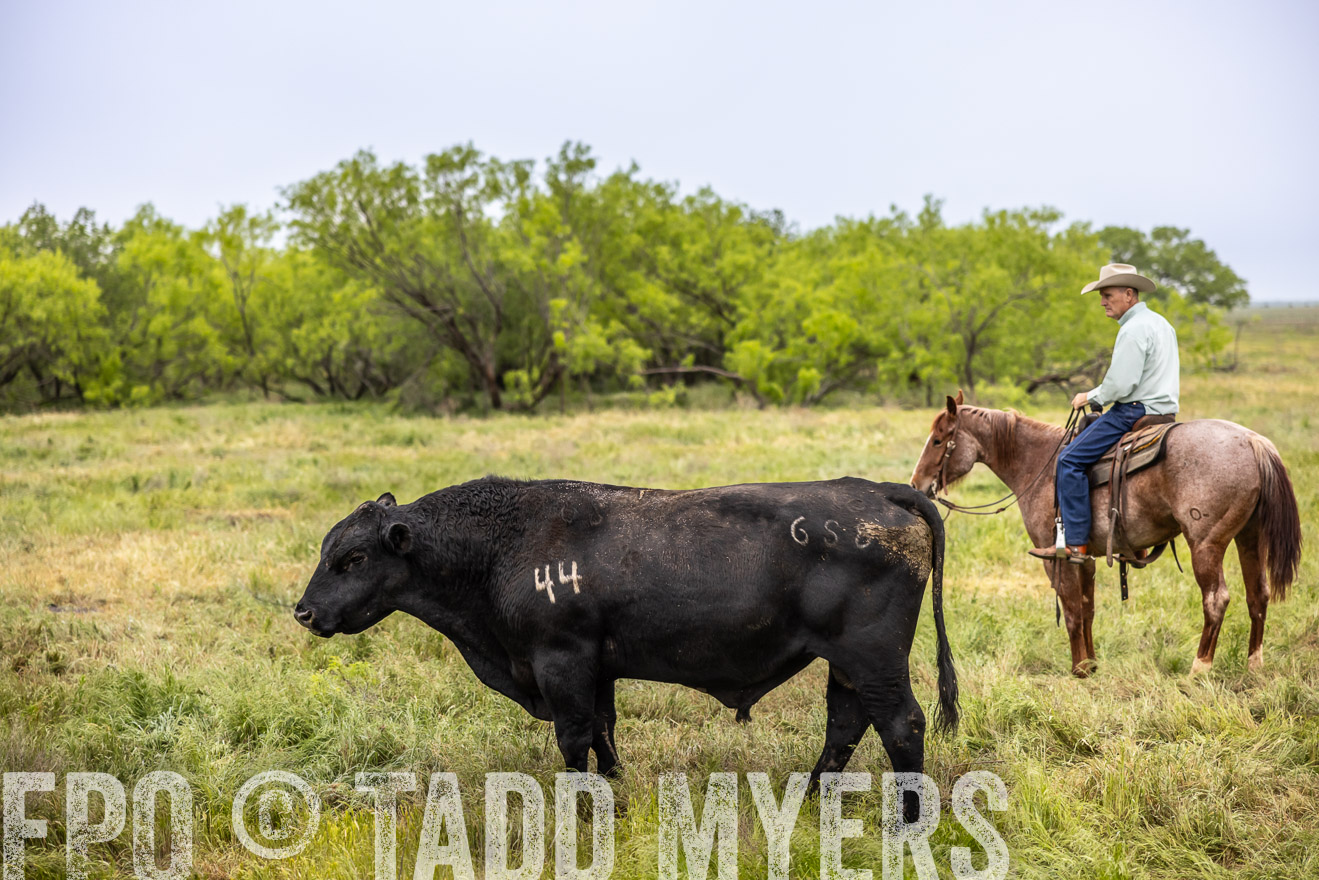 TMyers_PP_CircleBarRanch_TruscottTX_April2024-511227