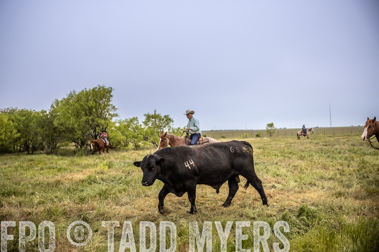 TMyers_PP_CircleBarRanch_TruscottTX_April2024-511761