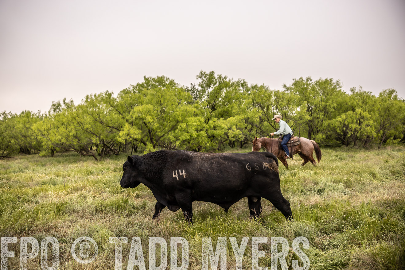 TMyers_PP_CircleBarRanch_TruscottTX_April2024-511838