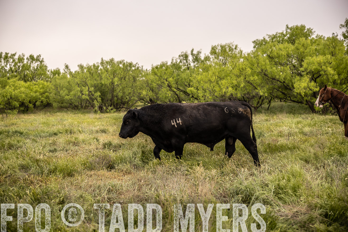 TMyers_PP_CircleBarRanch_TruscottTX_April2024-511887