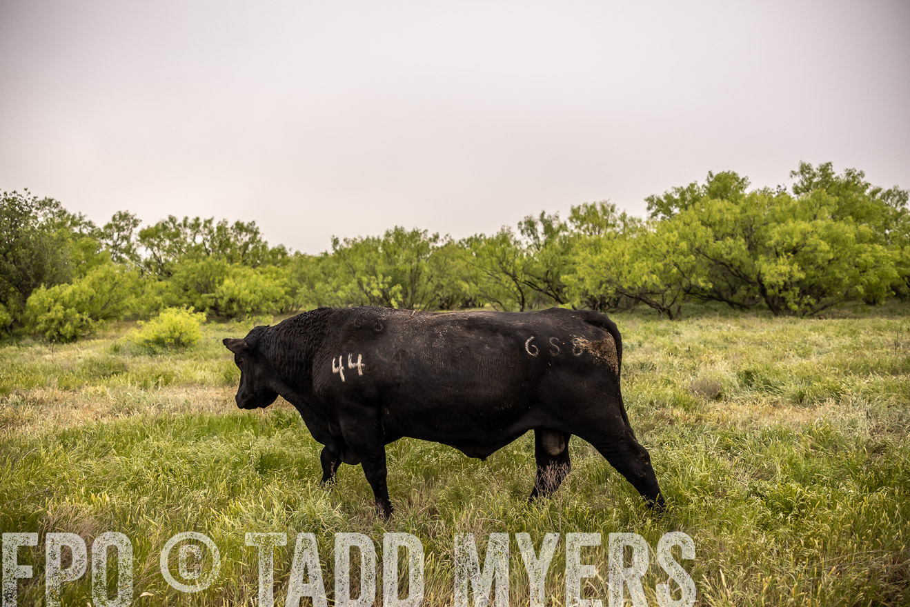 TMyers_PP_CircleBarRanch_TruscottTX_April2024-511908