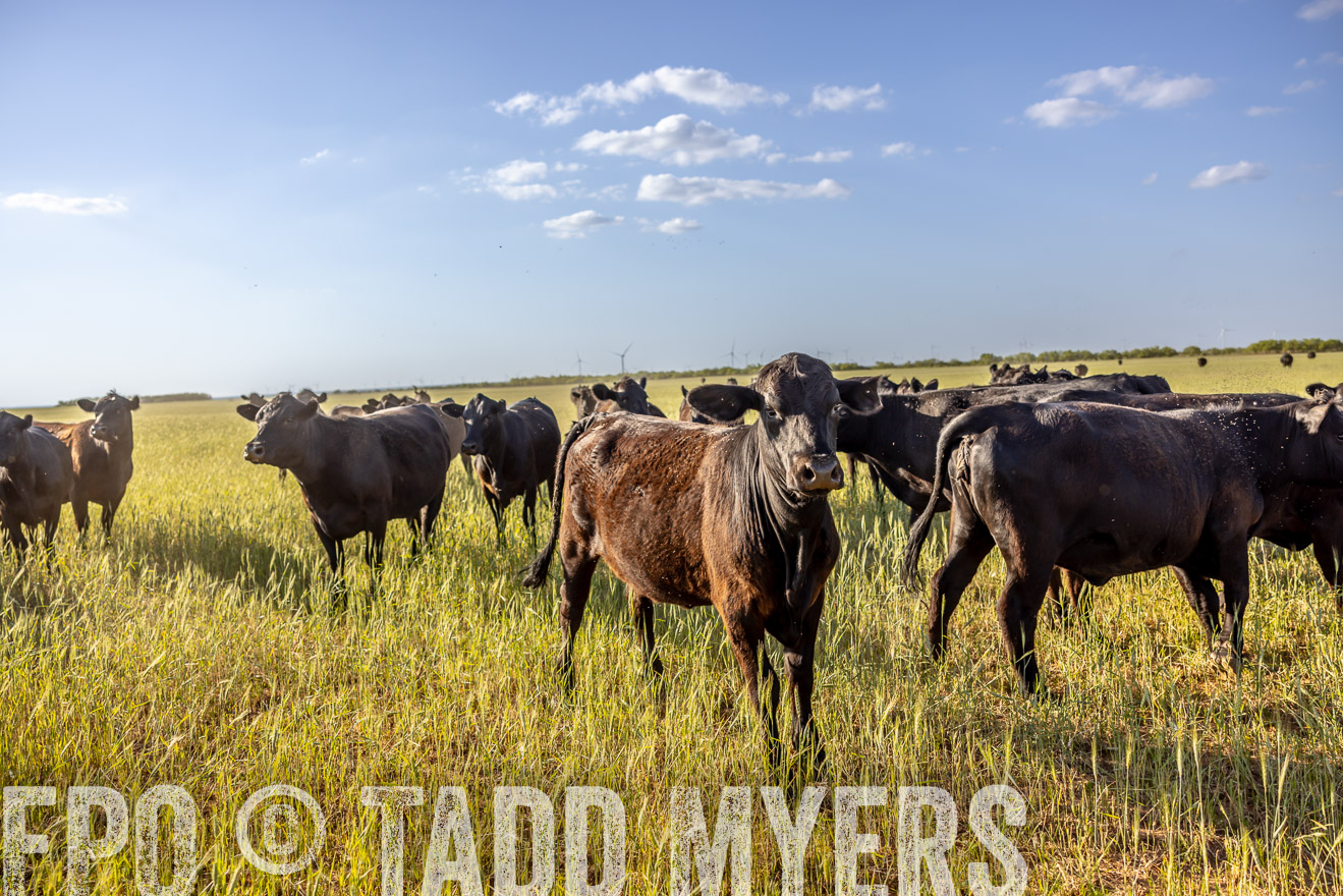 TMyers_PP_CircleBarRanch_TruscottTX_April2024-519246
