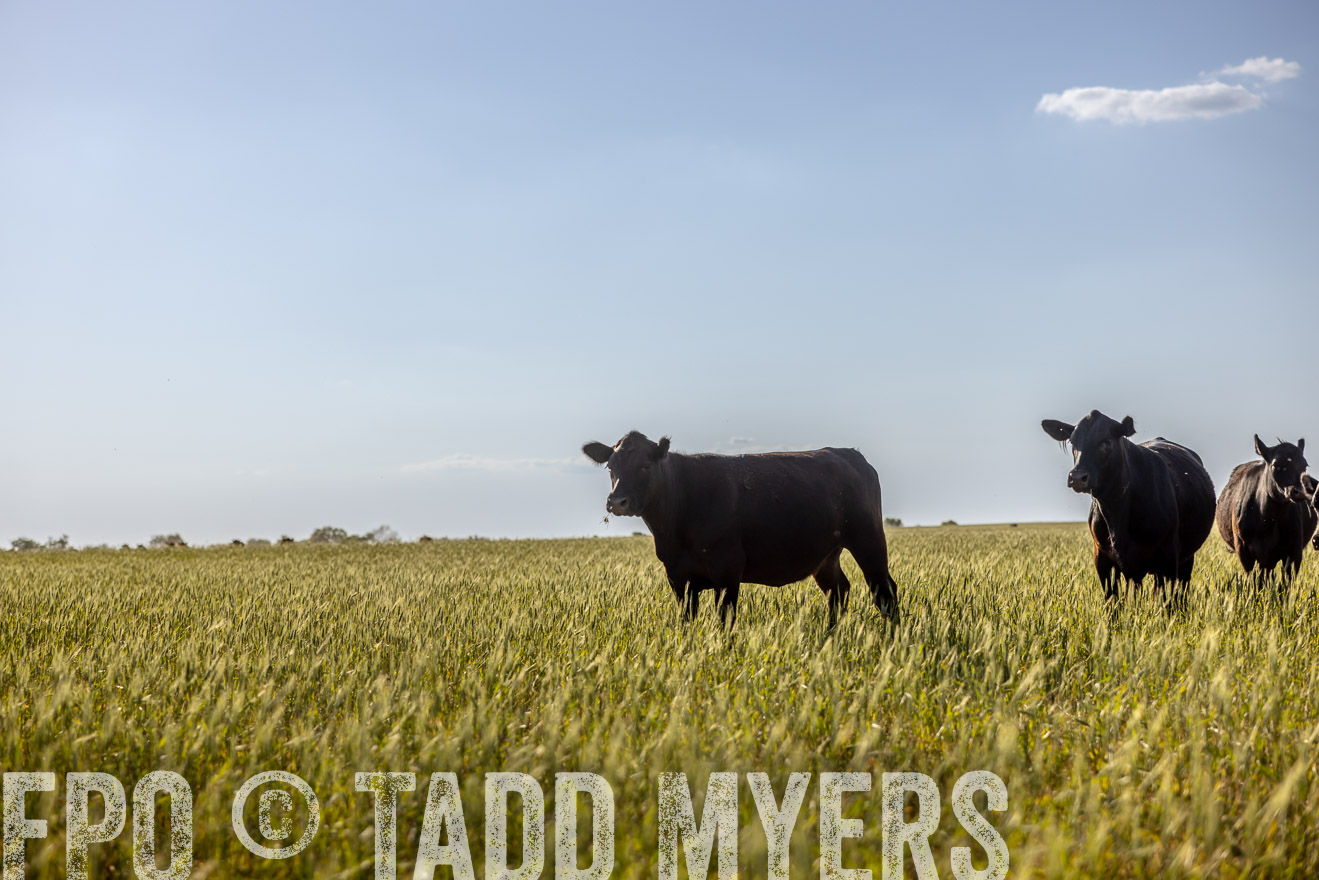 TMyers_PP_CircleBarRanch_TruscottTX_April2024-519264