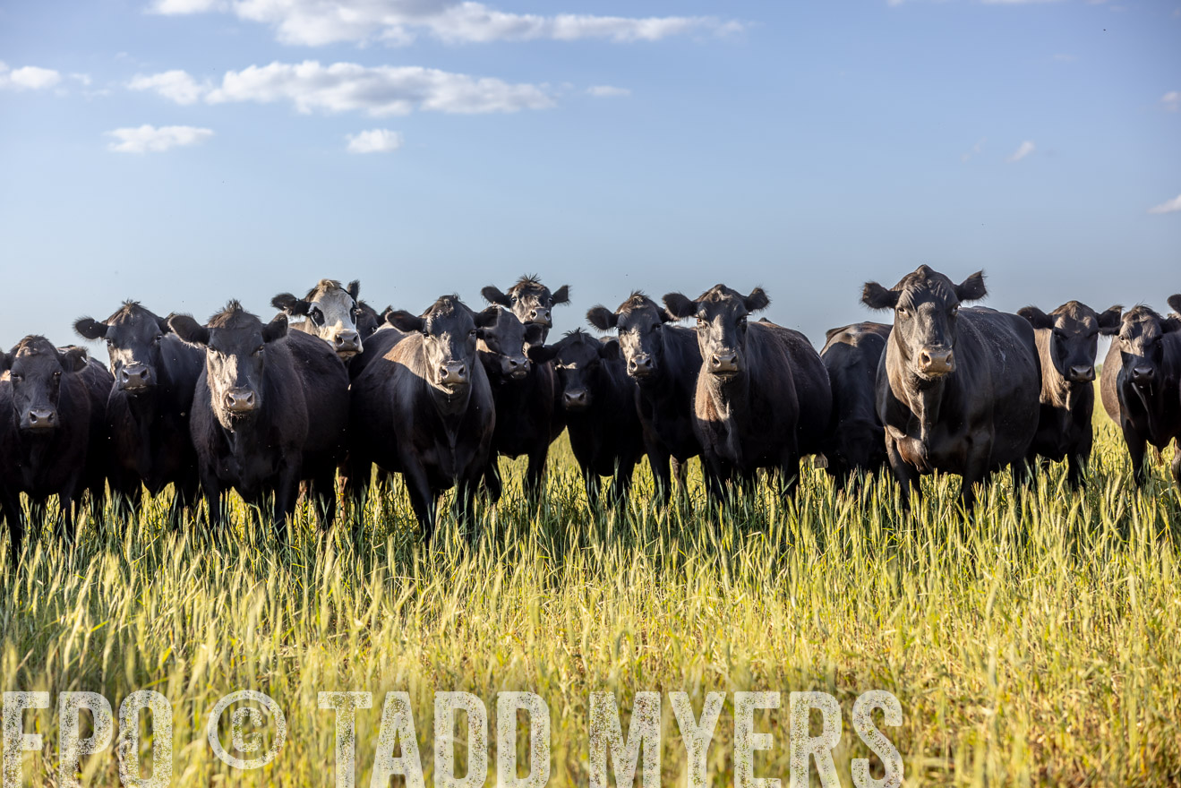 TMyers_PP_CircleBarRanch_TruscottTX_April2024-519281