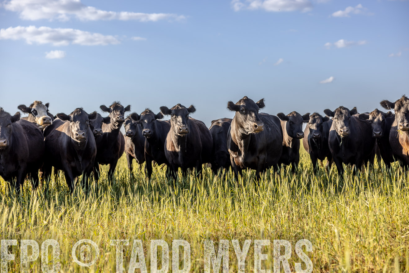 TMyers_PP_CircleBarRanch_TruscottTX_April2024-519286