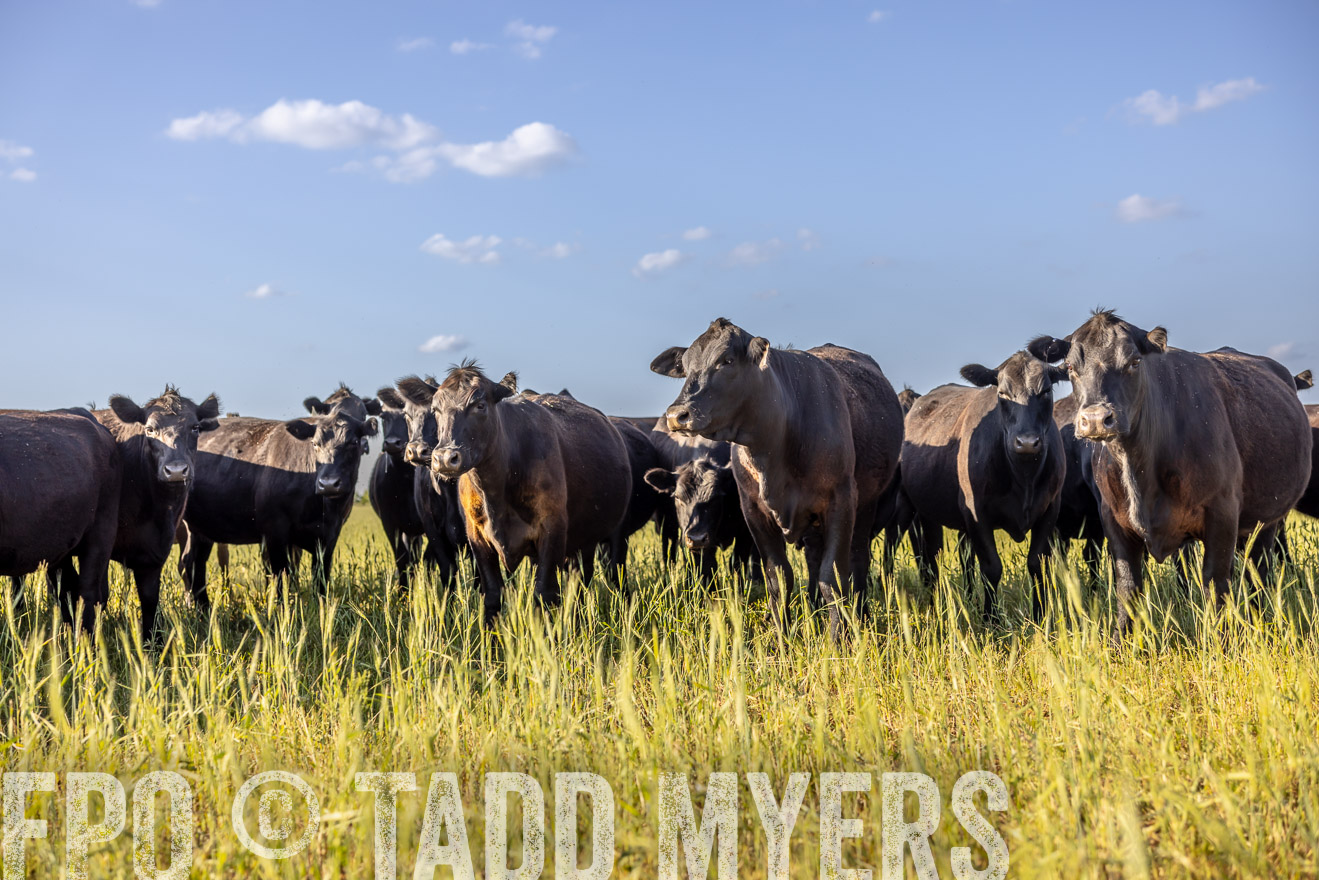 TMyers_PP_CircleBarRanch_TruscottTX_April2024-519329