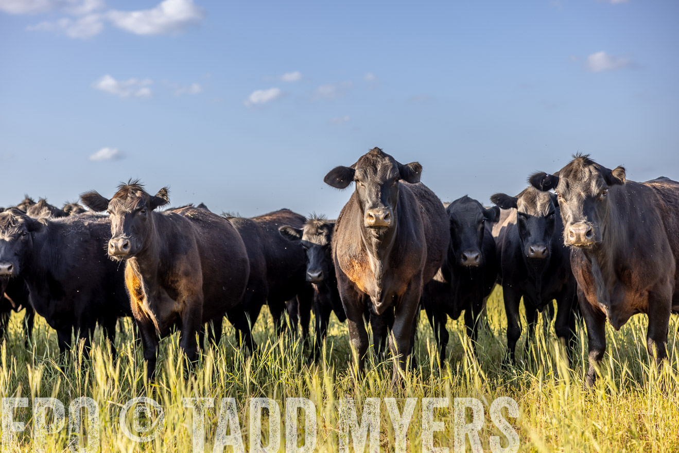 TMyers_PP_CircleBarRanch_TruscottTX_April2024-519339