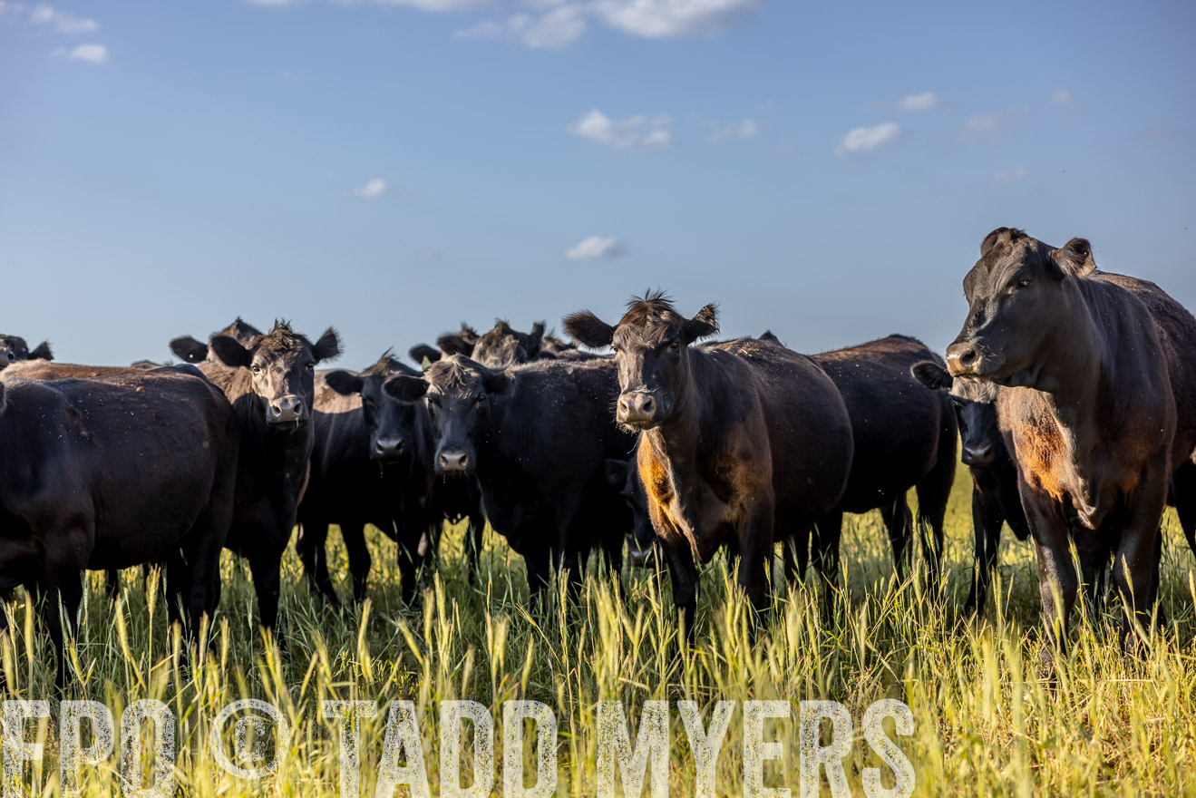 TMyers_PP_CircleBarRanch_TruscottTX_April2024-519343