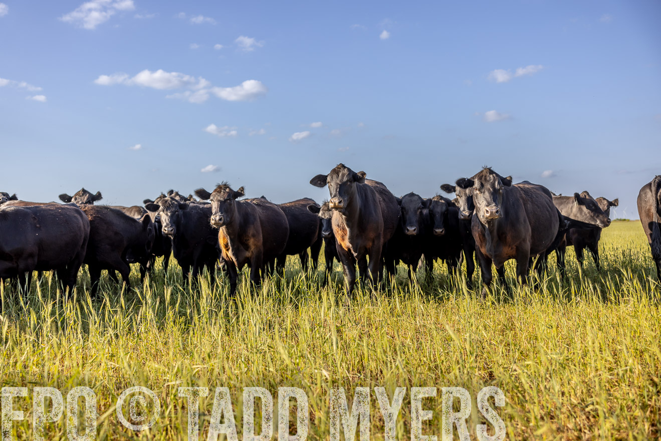 TMyers_PP_CircleBarRanch_TruscottTX_April2024-519354