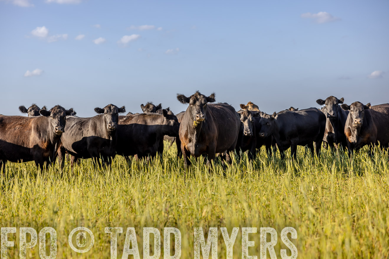 TMyers_PP_CircleBarRanch_TruscottTX_April2024-519366